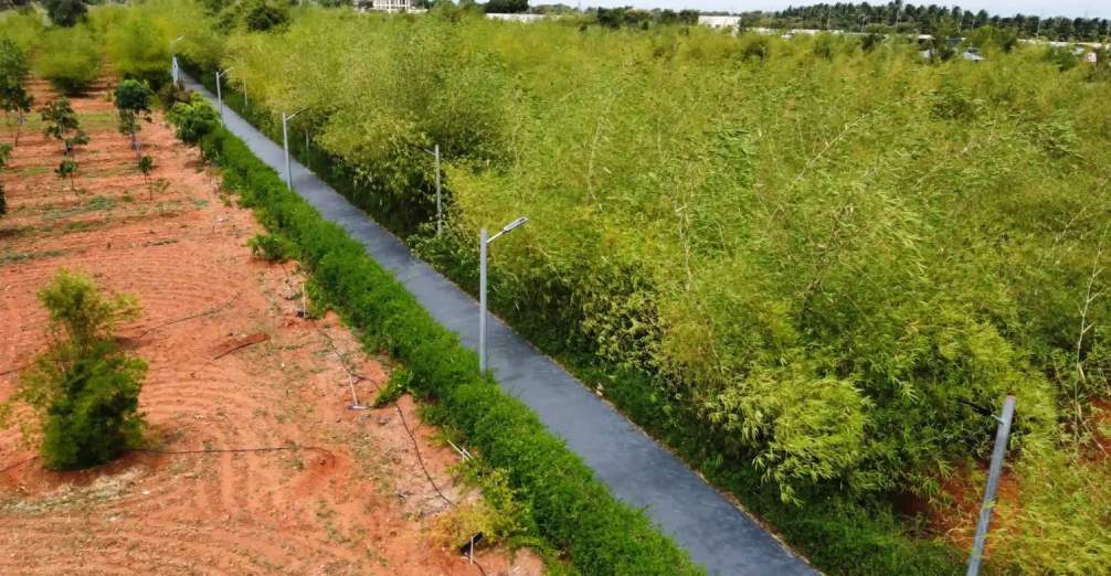 Green cover returning to Tiruppur
